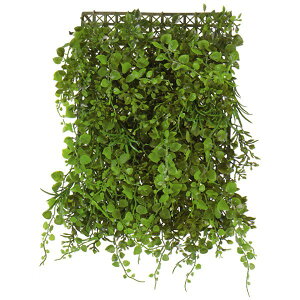 観葉植物 シダ植物の人気商品 通販 価格比較 価格 Com