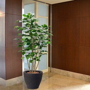 ボダイジュ 観葉植物の人気商品 通販 価格比較 価格 Com ボダイジュ 観葉植物の人気商品 通販 価格比較 価格 Com