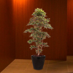 モミジ 木 観葉植物の人気商品 通販 価格比較 価格 Com