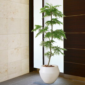 楽天市場 エバーグリーン 観葉植物の通販