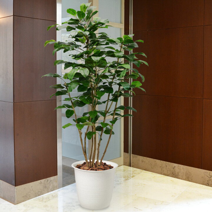 楽天市場 全高1 2m ボダイジュ 人工観葉植物 フェイクグリーン インドアグリーン 造花 人工樹木 人工観葉植物 菩提樹 グリーンランド