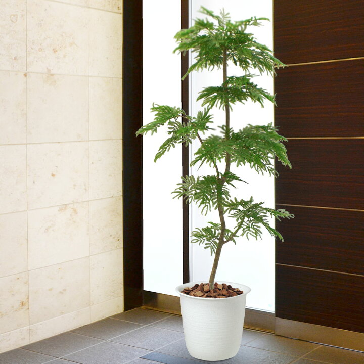 楽天市場 屋外にも対応 人工観葉植物 全高2 3m エバーフレッシュ 配送制限有り エバーグリーン アカサヤネムノキ 人工樹木 造花 フェイクグリーン インテリアグリーン グリーンランド 楽天市場 屋外にも対応 人工観葉植物 全高2 3m エバーフレッシュ 配送制限有り エバーグリーン アカサヤネムノキ 人工樹木 造花 フェイクグリーン インテリアグリーン グリーンランド