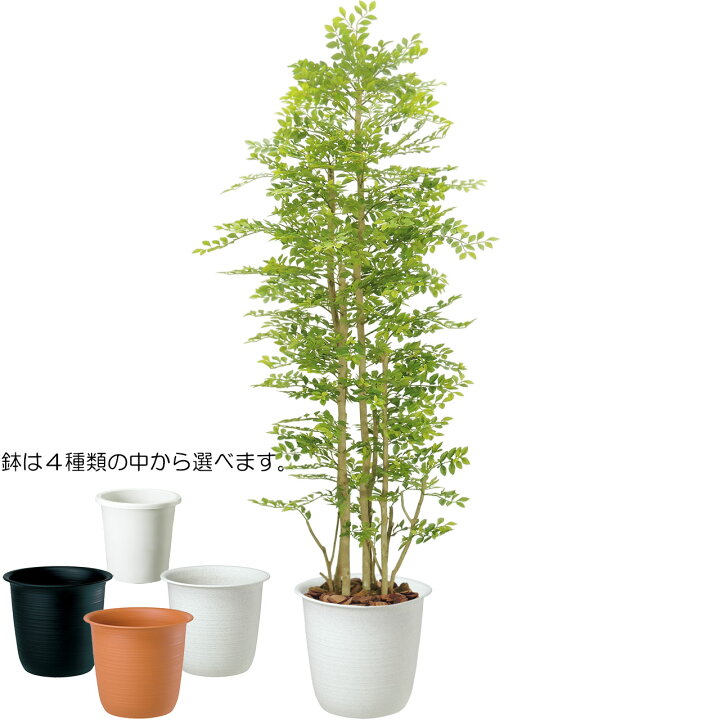 楽天市場 全高1 2m トネリコ ライトグリーン 人工観葉植物 フェイクグリーン シマトネリコ 人工樹木 造花 インテリアグリーン オブジェ ディスプレイ グリーンランド 楽天市場 全高1 2m トネリコ ライトグリーン 人工観葉植物 フェイクグリーン シマトネリコ 人工樹木 造花 インテリアグリーン オブジェ ディスプレイ グリーンランド