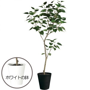 ボダイジュ 観葉植物の人気商品 通販 価格比較 価格 Com ボダイジュ 観葉植物の人気商品 通販 価格比較 価格 Com