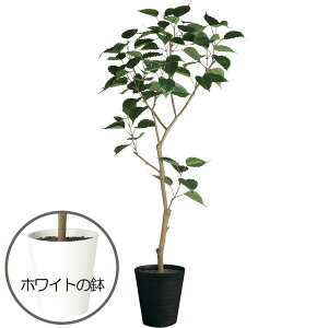 ボダイジュ 観葉植物の人気商品 通販 価格比較 価格 Com ボダイジュ 観葉植物の人気商品 通販 価格比較 価格 Com