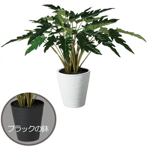 クッカバラ 観葉植物の人気商品 通販 価格比較 価格 Com