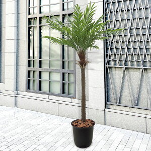 観葉植物 フェニックスロベレニーの人気商品 通販 価格比較 価格 Com