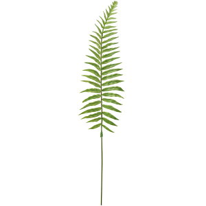 観葉植物 タマシダの人気商品 通販 価格比較 価格 Com 観葉植物 タマシダの人気商品 通販 価格比較 価格 Com