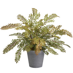 観葉植物 タマシダの人気商品 通販 価格比較 価格 Com