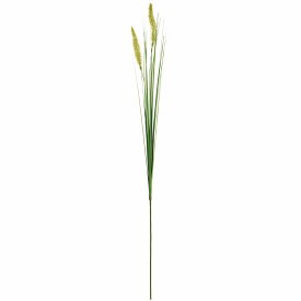楽天市場 エノコログサ 花 観葉植物 花 ガーデン Diy の通販