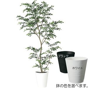 シマトネリコ 花 観葉植物の人気商品 通販 価格比較 価格 Com