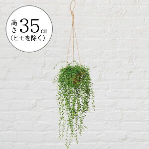 tFCNO[ nMO v^[  lC  CeAO[ ϗtA A lHϗt  CeA |bg t Aؔ Jo[ | ݂邷 ݂邵 ݂邹