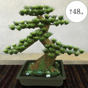 ~  tFCNO[  lC  A CeAO[ ϗtA lHϗtA CeA IuWF  a_ bonsai Mtg v[g Cxg T ՓT j 