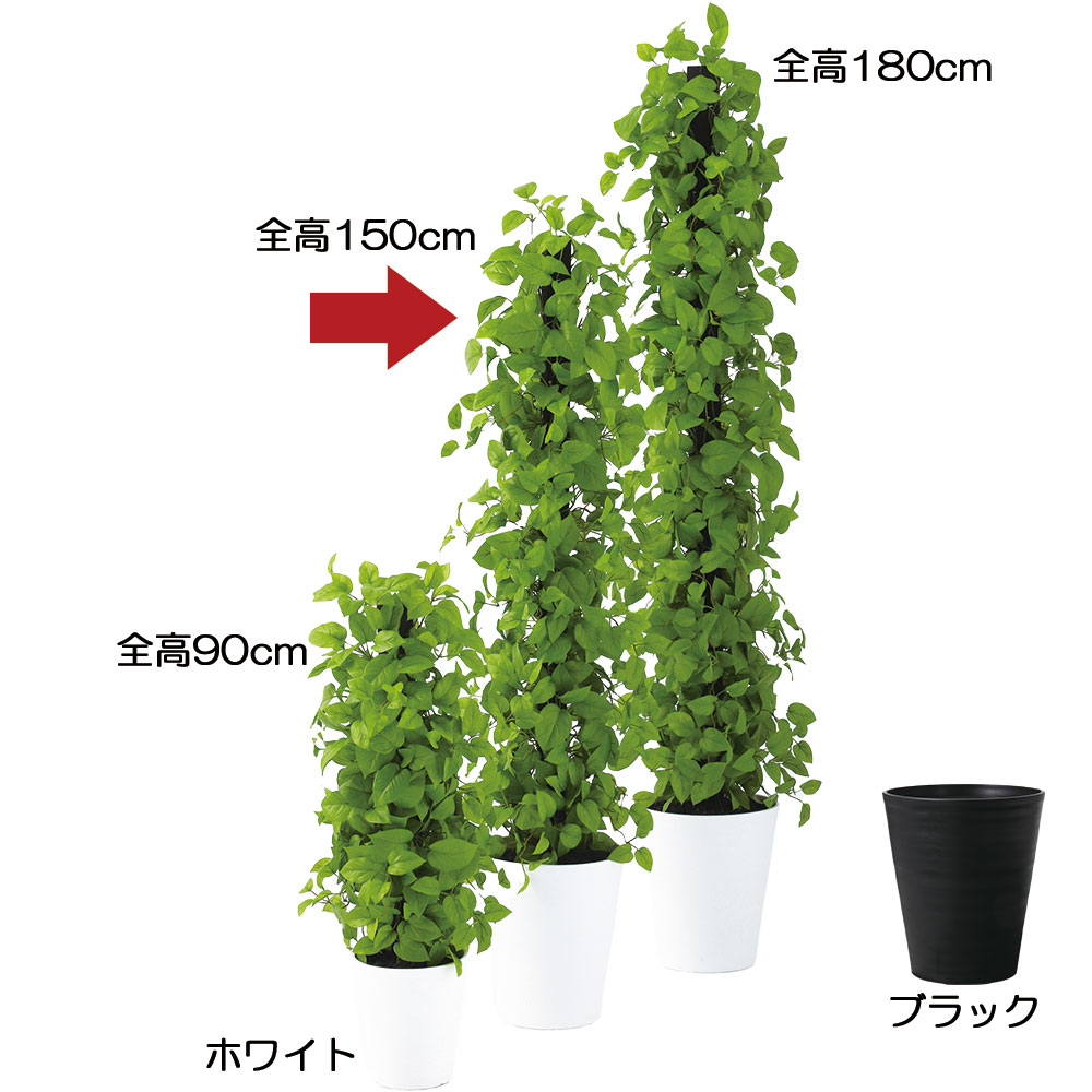 観葉植物 ライムの人気商品・通販・価格比較 - 価格.com