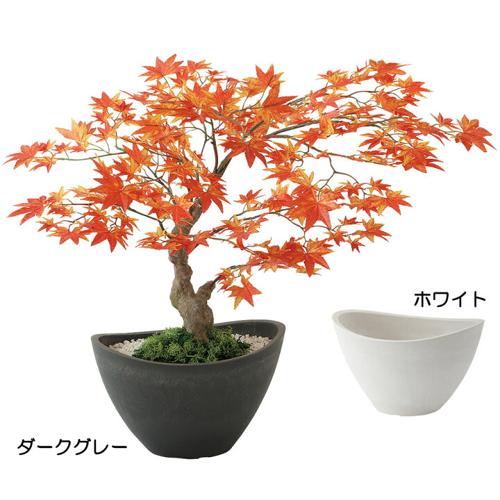 盆栽 『モミジ』 紅葉 和風 インテリア 観葉植物 ガーデニング b114 