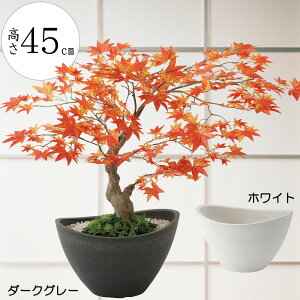 ~ ~W gt ݂ tFCNO[  lC  A CeAO[ ϗtA lHϗtA CeA IuWF lH A[gO[ a_ bonsai Mtg v