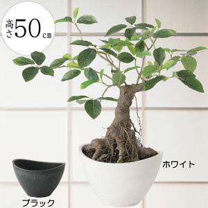 ~ KW} JW} tFCNO[  lC  A CeAO[ ϗtA lHϗtA CeA IuWF lH A[gO[ a_ bonsai Mt