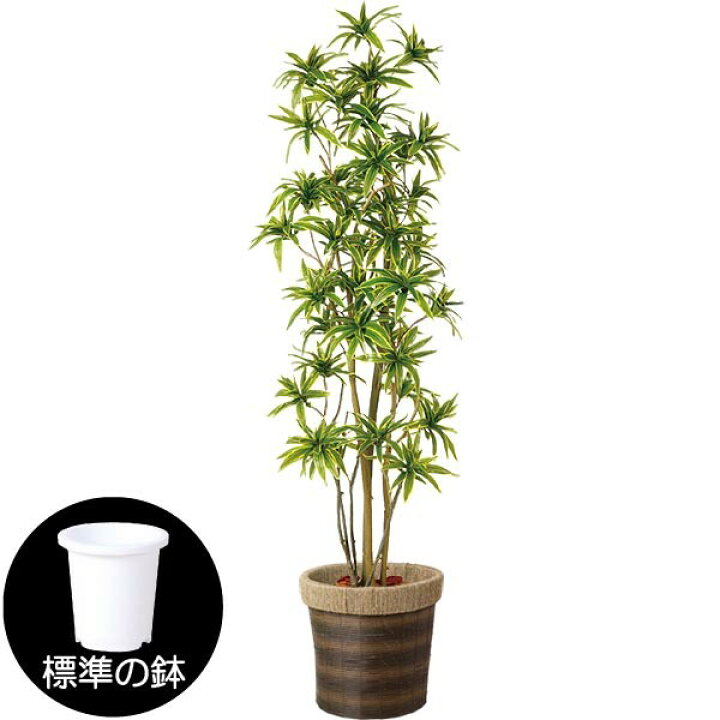 楽天市場 人工観葉植物 全高1 8m Fst ソング オブ インディア ドラセナ レフレクサ 人工樹木 造花 フェイクグリーン インテリアグリーン オブジェ ディスプレイ 装飾 グリーンランド