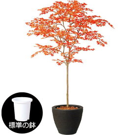 【フェイクグリーン】観葉植物 おしゃれ モミジ 大型 全高1.8m もみじ カエデ 紅葉 赤もみじ インテリアグリーン インテリア 造花 人工観葉植物 人工樹木 アートグリーン FST 高品質 リアル バークチップ付き