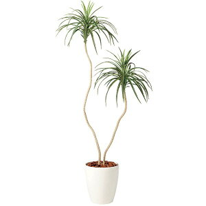 観葉植物 コンシンネの人気商品 通販 価格比較 価格 Com 観葉植物 コンシンネの人気商品 通販 価格比較 価格 Com