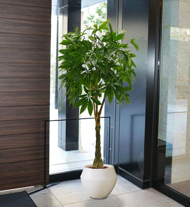 楽天市場】パキラ フェイクグリーン 大型 観葉植物 人気 おしゃれ 