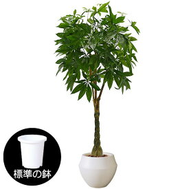 楽天市場 カイエンナッツの通販