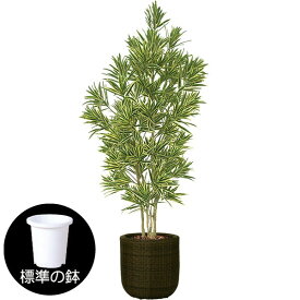 楽天市場 ドラセナ レフレクサの通販