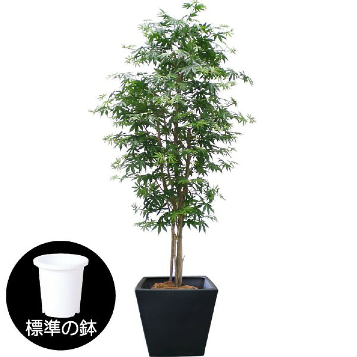 楽天市場 人工観葉植物 全高1 2m 青モミジ カエデ もみじ 山もみじ 人工樹木 造花 花材 リーフ 葉材 インテリアグリーン フェイクグリーン オブジェ ディスプレイ ディスプレー 装飾 和風 四季 春 夏 空間演出 グリーンランド