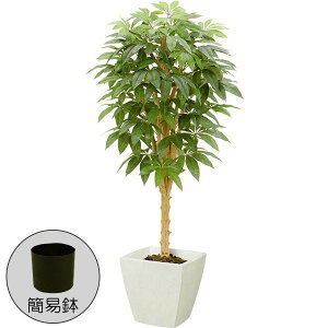 パキラ の木の人気商品 通販 価格比較 価格 Com