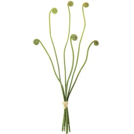 楽天市場 ゼンマイ 花 ガーデン Diy の通販