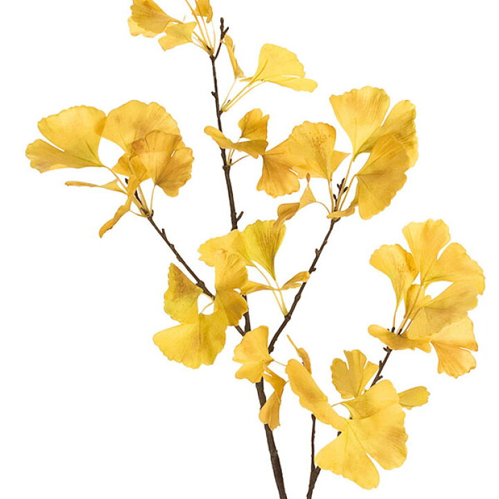 楽天市場 人工観葉植物 いちょう 全長123cm 2本セット イチョウ 銀杏 ギンナン ギンギョウ 紅葉 黄葉 人工樹木 造花 花材 葉材 リーフ フラワーアレンジメント ディスプレイ 装飾 グリーンランド