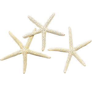 VRf  lC zCg X^[tBbV  Rf hCt[ VF Lk t[AWg fBXvC pi CeA G  Ƌ ԍ   