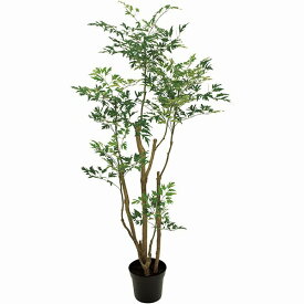 楽天市場 タイワンモミジ 観葉植物の通販 楽天市場 タイワンモミジ 観葉植物の通販