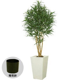 楽天市場 ドラセナ レフレクサの通販