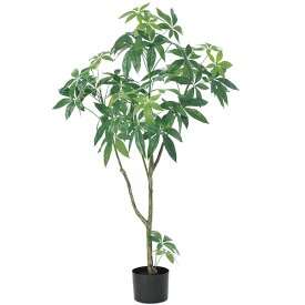 楽天市場 カイエンナッツの通販