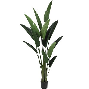 ストレリチア オーガスタ 花の人気商品 通販 価格比較 価格 Com