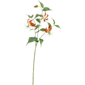 球根 グロリオサの人気商品 通販 価格比較 価格 Com