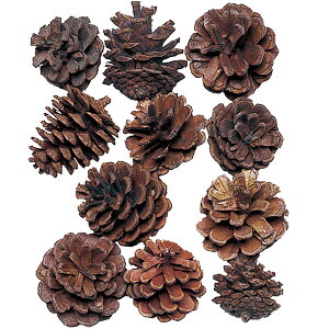 hCt[  ~j i` S2.5`3cm 40Zbg 120×2 VRf Rf ԍ t[AWg fBXvC 