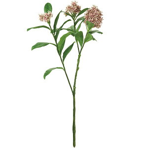 スキミア 花の人気商品 通販 価格比較 価格 Com