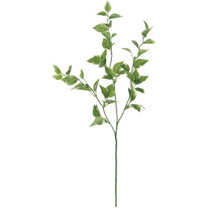 観葉植物 ホヤの人気商品 通販 価格比較 価格 Com