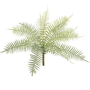観葉植物 タマシダの人気商品 通販 価格比較 価格 Com