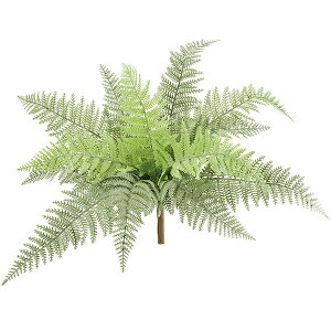 観葉植物 タマシダの人気商品 通販 価格比較 価格 Com