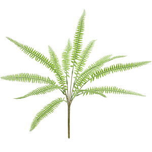 観葉植物 タマシダの人気商品 通販 価格比較 価格 Com