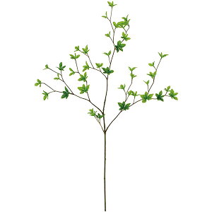 観葉植物 ドウダンツツジの人気商品 通販 価格比較 価格 Com