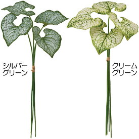 楽天市場 レックス ベゴニア 種類の通販