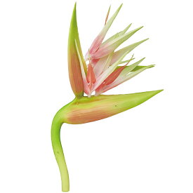 選択した画像 極楽鳥花 切り花 値段 極楽鳥花 切り花 値段
