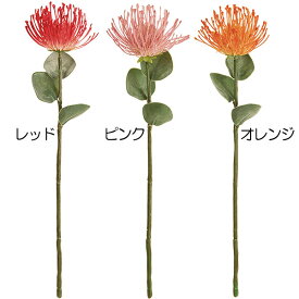 楽天市場 熱帯植物 花の通販