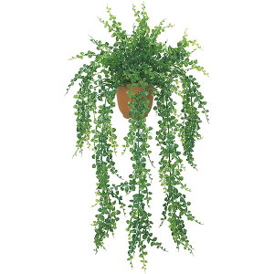 観葉植物 アジアンタムの人気商品 通販 価格比較 価格 Com 観葉植物 アジアンタムの人気商品 通販 価格比較 価格 Com