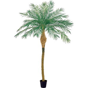観葉植物 フェニックスロベレニーの人気商品 通販 価格比較 価格 Com