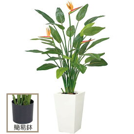 楽天市場 極楽鳥 花の通販